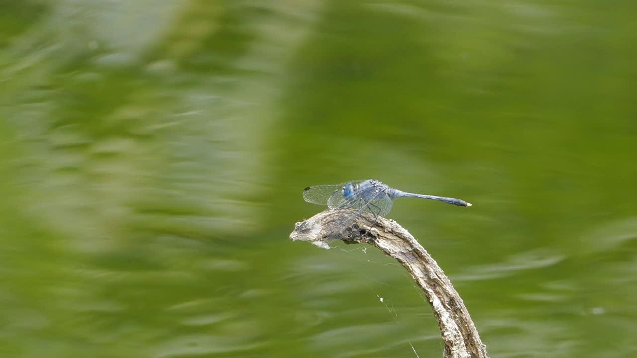 Dagonfly湿地。视频素材