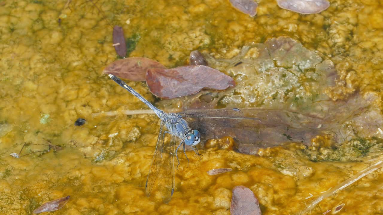 Dagonfly湿地。视频素材