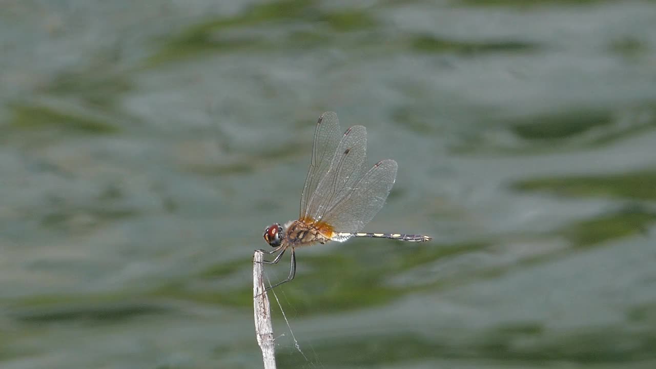 Dagonfly湿地。视频素材