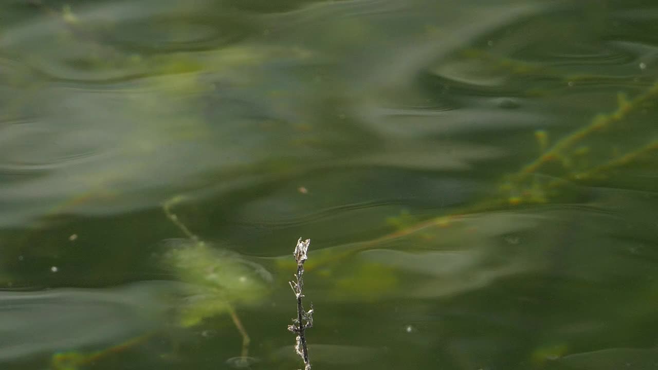 Dagonfly湿地。视频素材