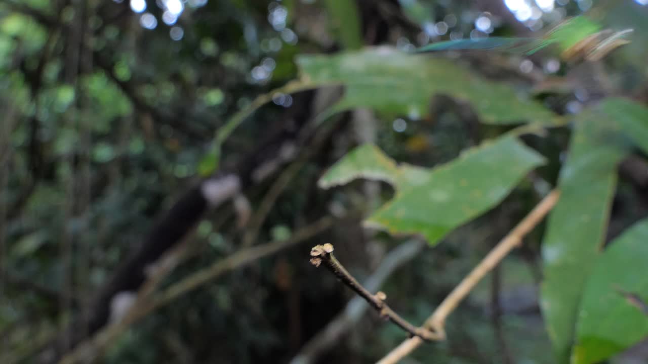 栖息在湿地树枝上的有清晰翅膀的林冠蜻蜓。视频素材