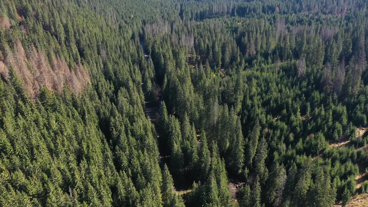 原始常绿森林鸟瞰图。飞在山上的松树上视频素材