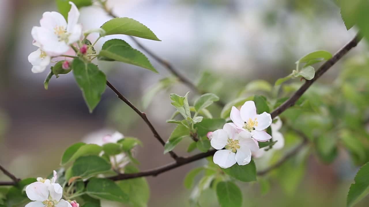 春天里盛开的苹果树视频素材