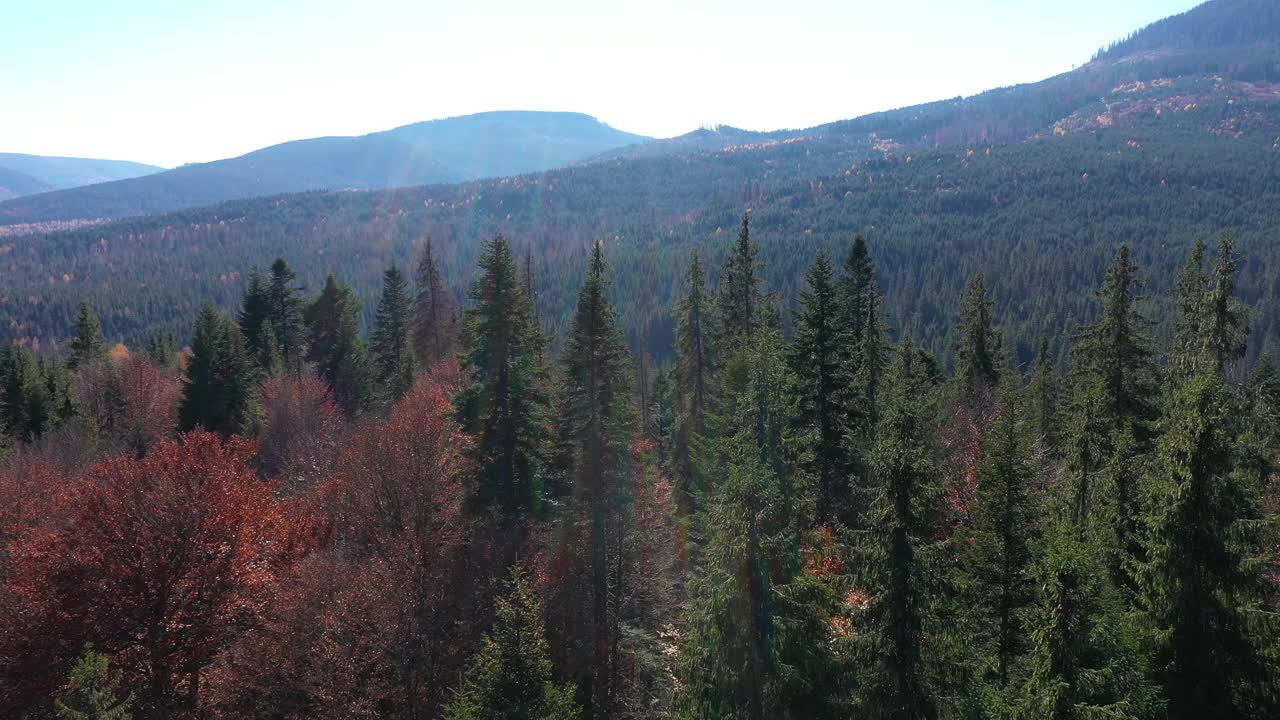 原始常绿森林鸟瞰图。飞在山上的松树上视频素材