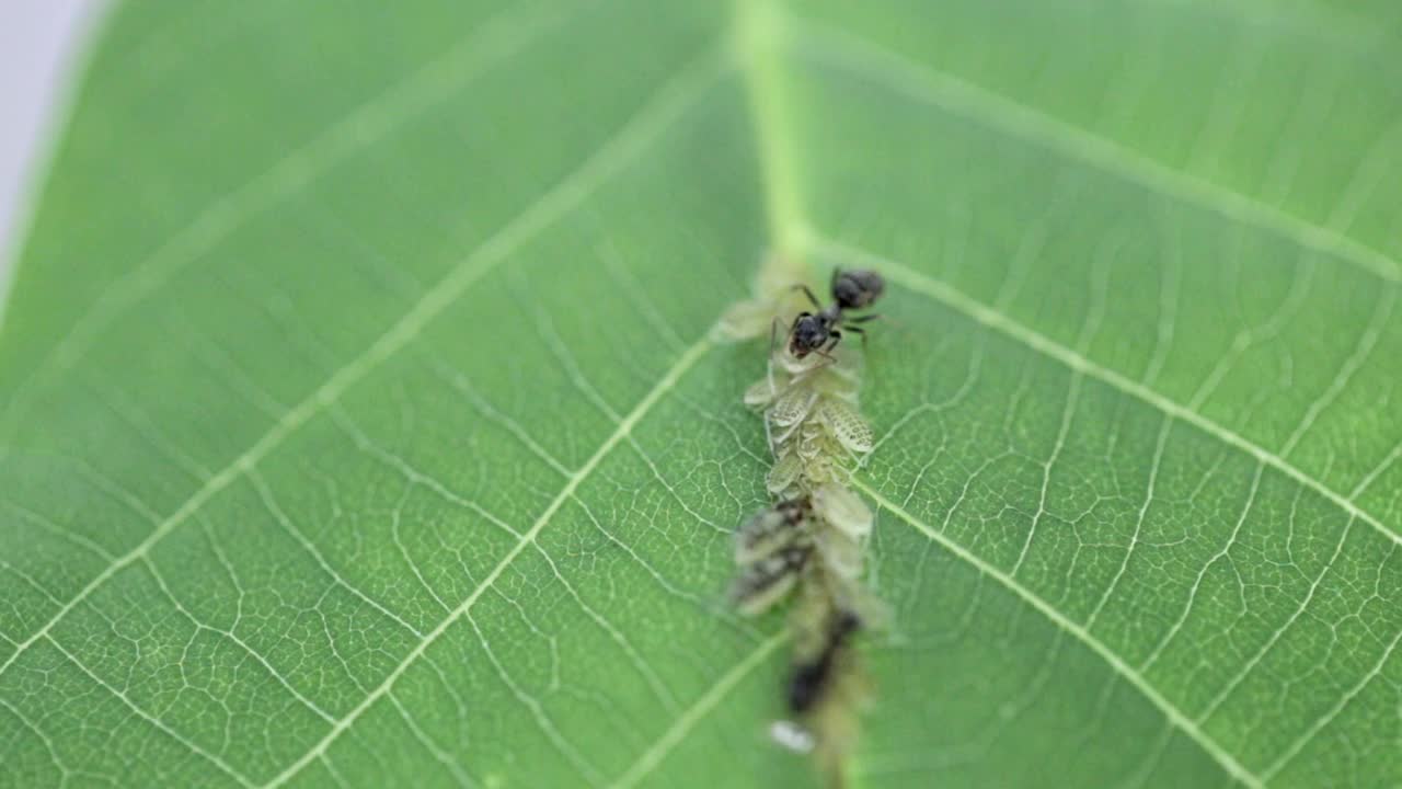 黑蚂蚁在花园里照顾树叶上的幼虫。宏野生动物。小昆虫是农业害虫。视频素材