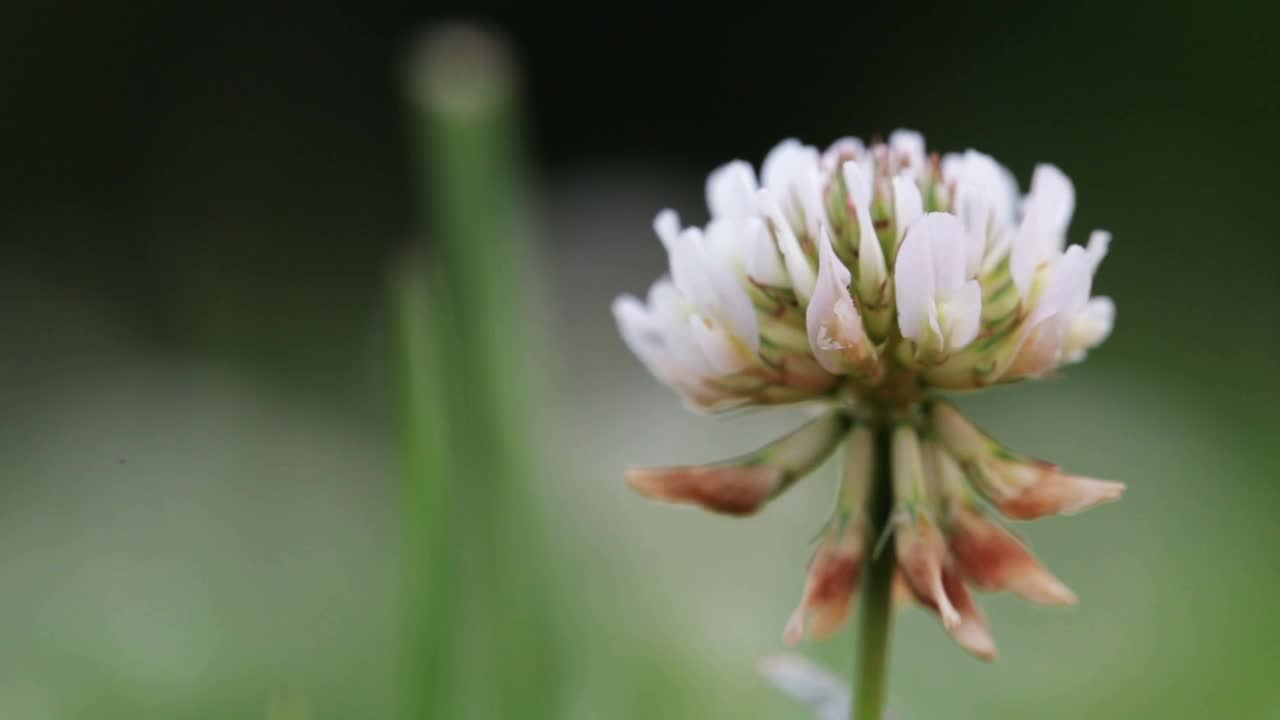 野生动物宏。白色三叶草花生长在绿色的田野特写。模糊的背景。景观,自然,夏天。视频素材