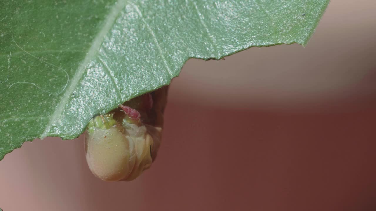 毛毛虫或绿色的毛毛虫正在啃着腺囊的叶子视频素材