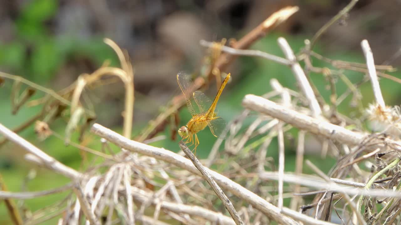 栖息在湿地树枝上的金色蜻蜓。视频素材