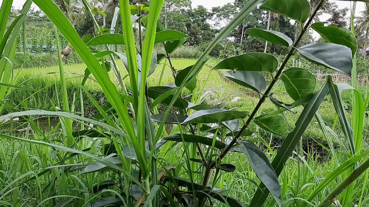 沿着田野走。视频素材