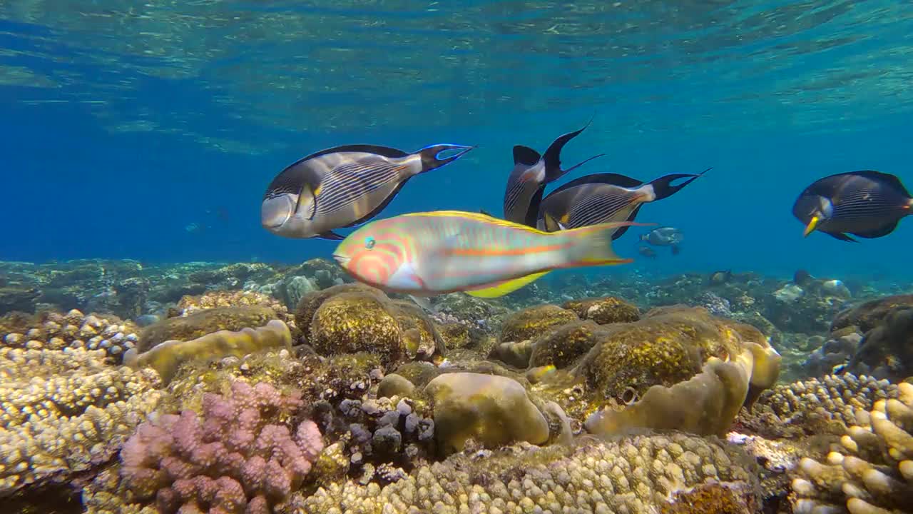 一群外科医生鱼在阳光下游过珊瑚礁。红海小丑外科医生(Acanthurus sohal)。4 k-60fps视频素材