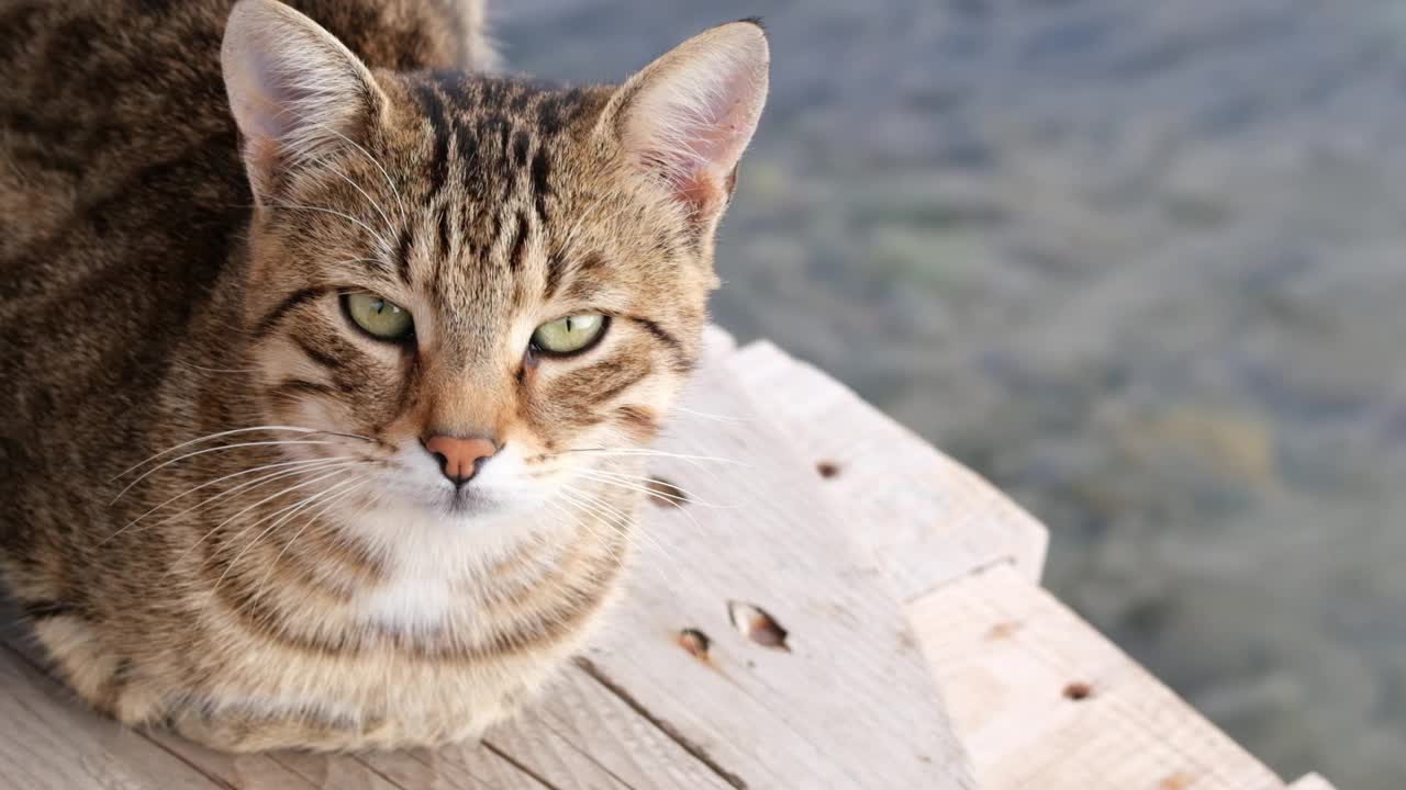 可爱的虎斑猫躺在海边的木地板上视频素材