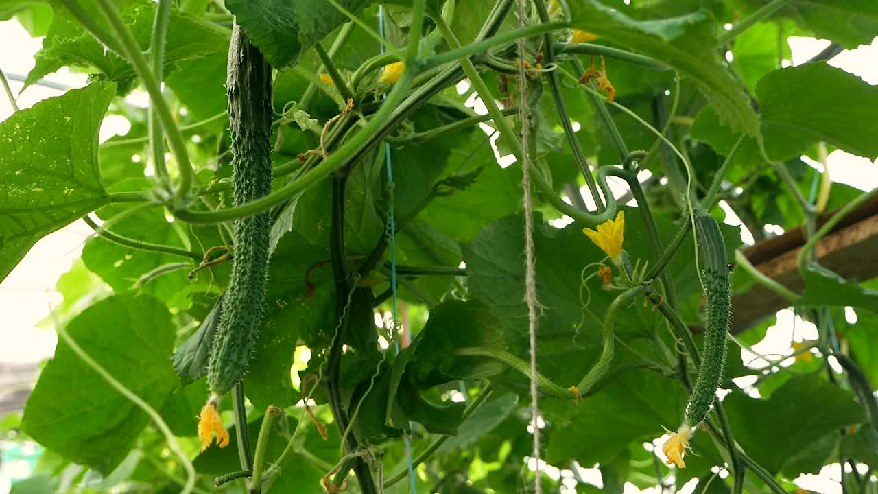 近距离拍摄的温室中悬挂在灌木丛中的黄瓜。夏天的一天，新鲜的黄瓜在树枝上成熟。农业的主题。种植蔬菜的农场。视频素材