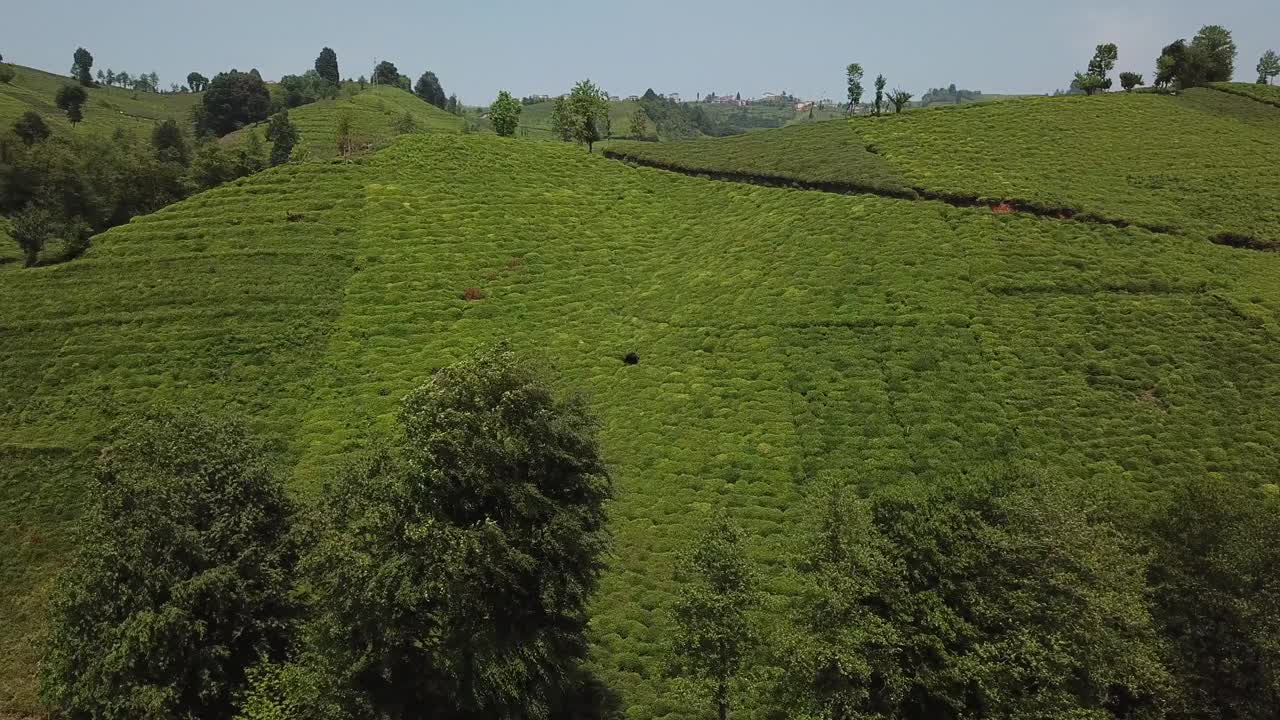 土耳其特拉布宗附近山上的茶园视频素材