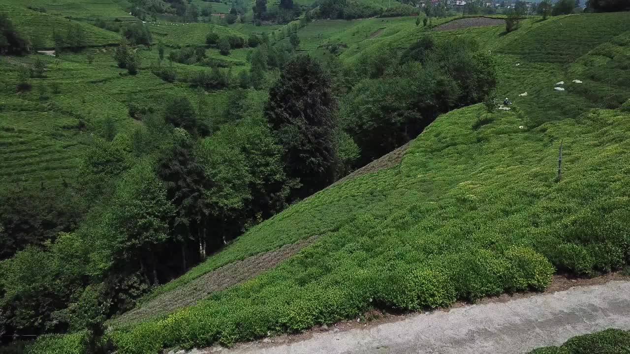 土耳其特拉布宗附近山上的茶园视频素材