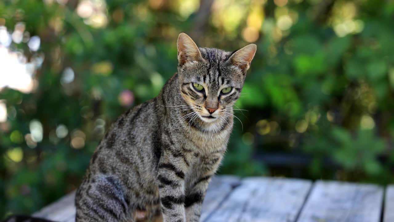 美丽的虎斑猫视频素材