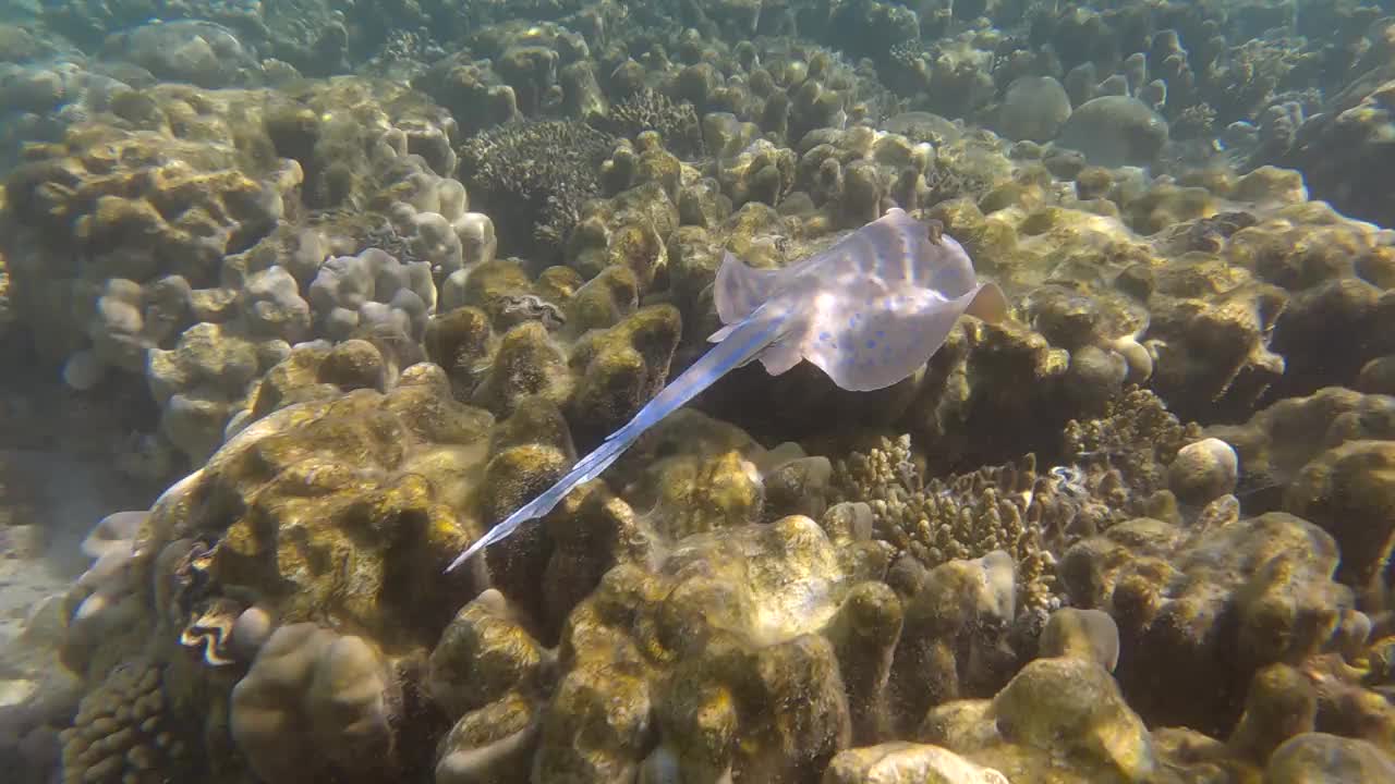 在阳光下，黄貂鱼在浅水区的珊瑚礁上游泳。蓝斑黄貂鱼(Taeniura淋巴瘤)4k -60帧视频素材