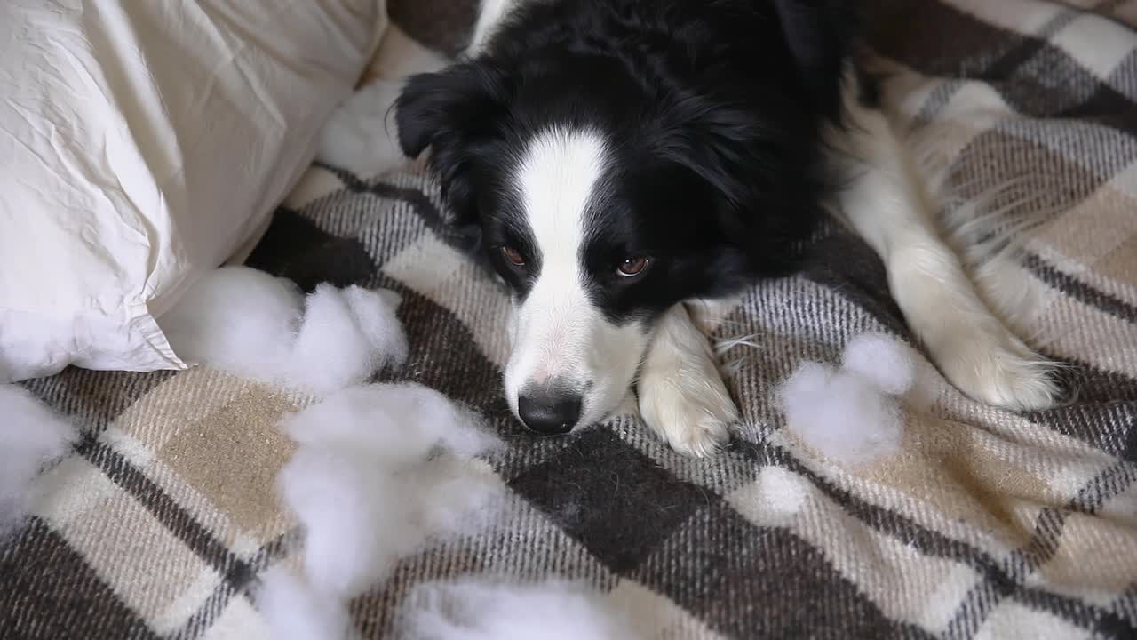 调皮顽皮的小狗博德牧羊犬恶作剧后咬枕头躺在家里的沙发上。内疚的狗，破坏了客厅。用有趣的内疚表情破坏凌乱的家和小狗视频素材