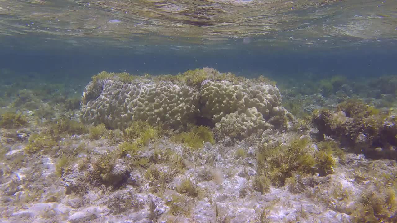 曾经美丽的珊瑚礁由于富营养化(增加海水中的有机物)而长满了藻类。褐藻孔雀尾(孔雀尾)覆盖珊瑚礁。4 k-60fps视频素材