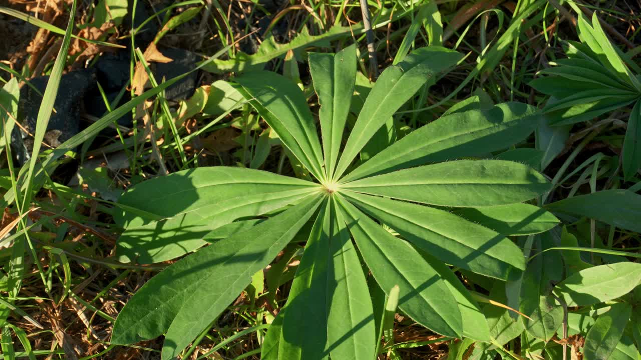 绿色的狼的树叶。静态视频在秋天的一天，背景。羽扇豆叶子在风中飘动视频素材