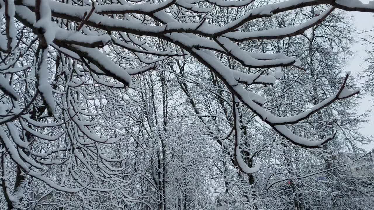 公园里被雪覆盖的树，雪躺在树枝上。美丽的冬天自然，背景视频素材