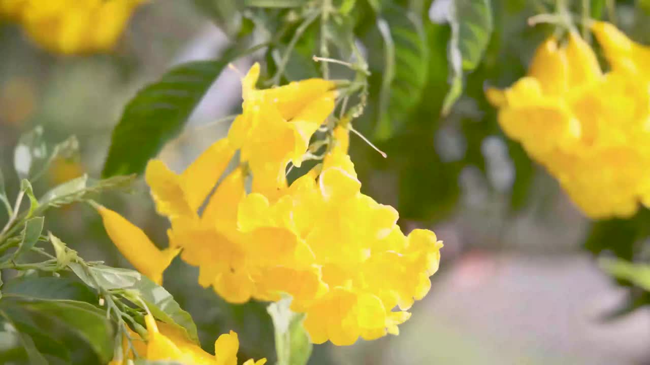 黄色接骨木花，黄色接骨木，喇叭灌木，喇叭花，黄色喇叭花，黄色喇叭灌木，泰科马斯坦泰国南部的热带地区4k视频素材