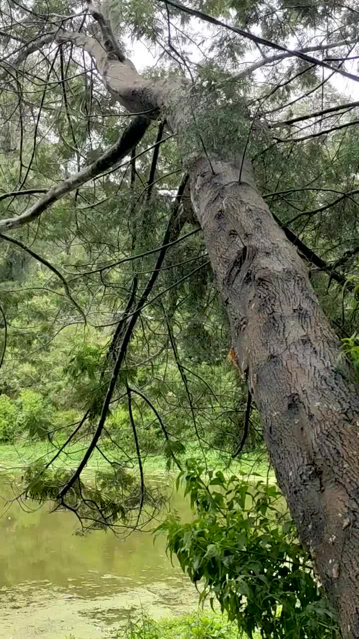 雨中的斜树与宁静的湖面背景视频下载