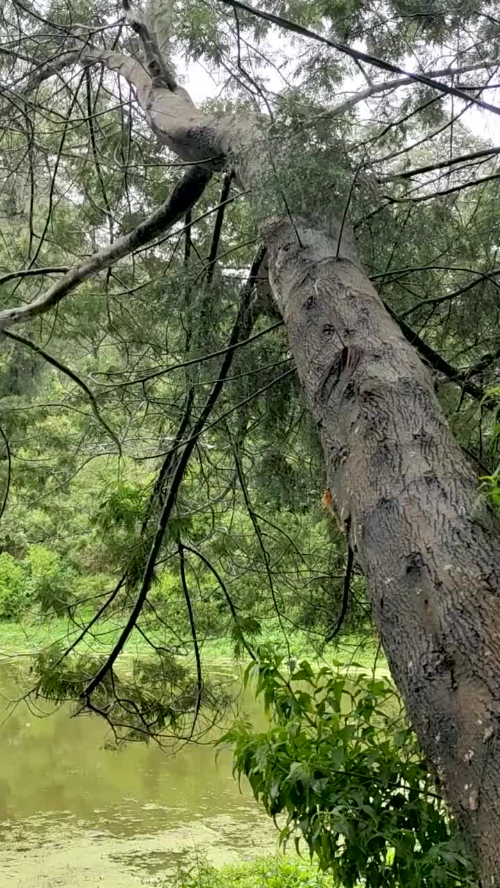 平静的湖在雨中从右到左平移视频下载