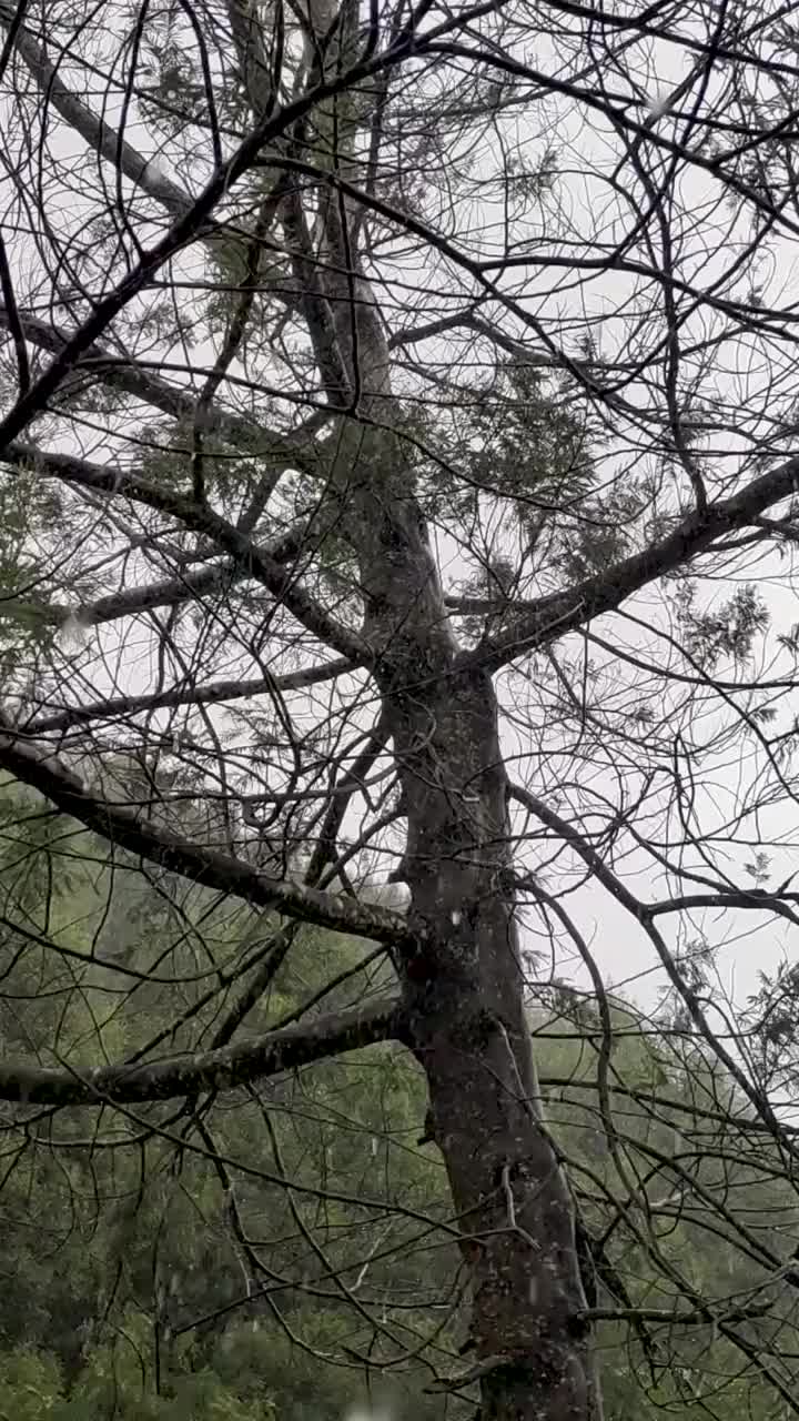 雨滴落在树上的背景视频下载