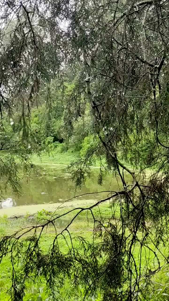 树枝上的雨滴与湖泊背景视频下载