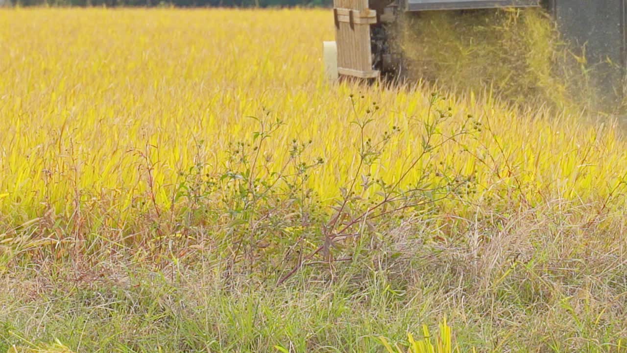 农田机械收获水稻的场景视频素材