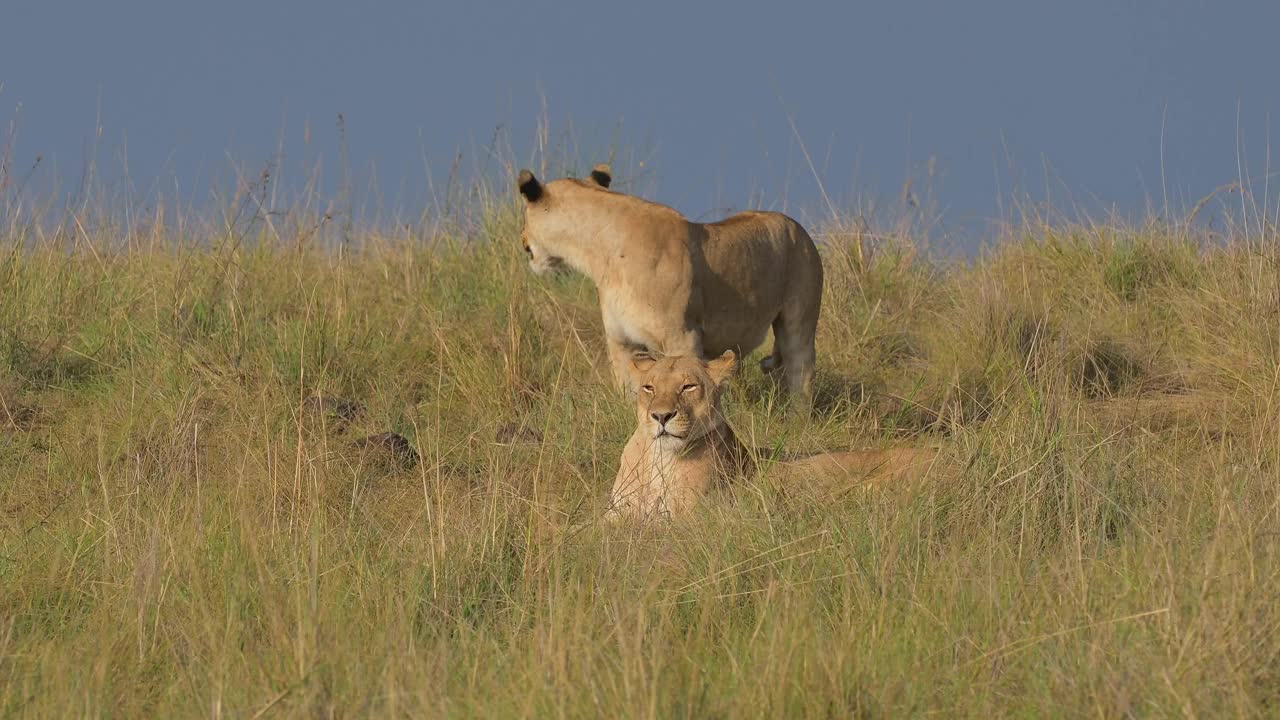 非洲狮子，Panthera Leo，两只雌性，马赛马拉国家保护区，肯尼亚，非洲视频素材