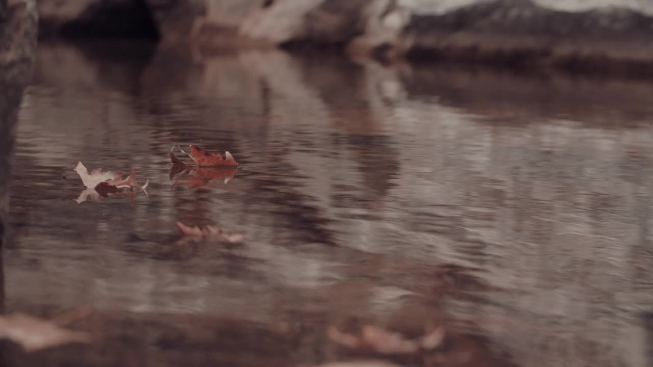 树叶在秋天的水中流动视频素材