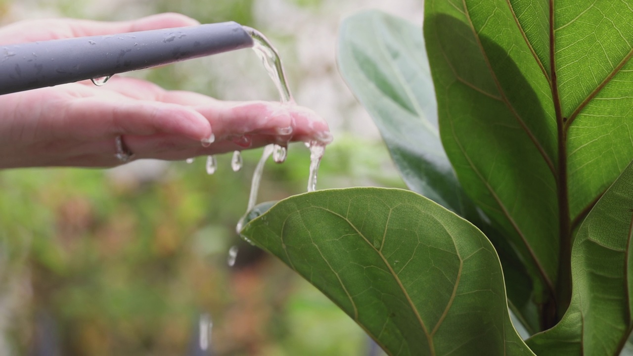 近距离视频4K慢动作浇水小植物。视频素材