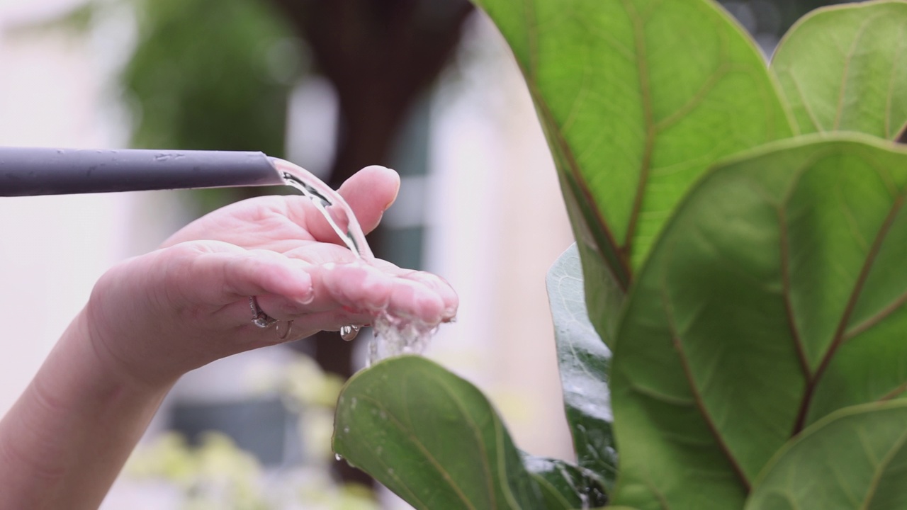 近距离视频4K慢动作浇水小植物。视频素材