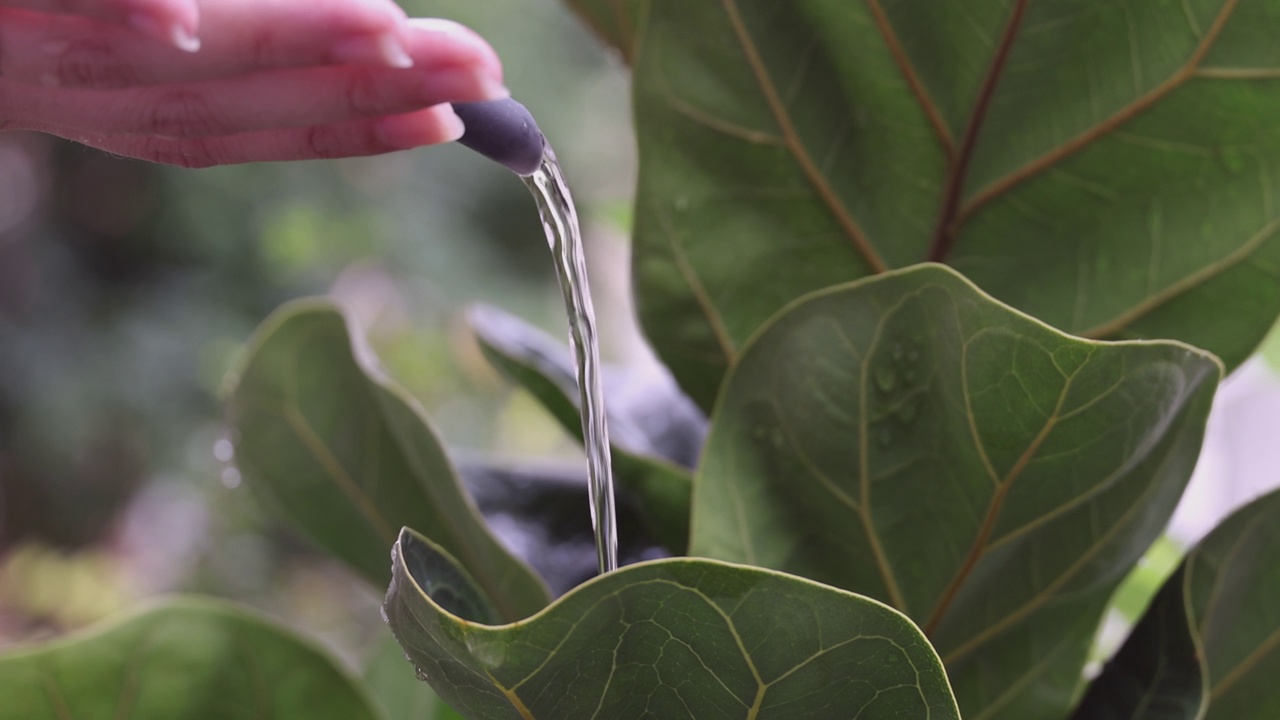 近距离视频4K慢动作浇水小植物。视频素材