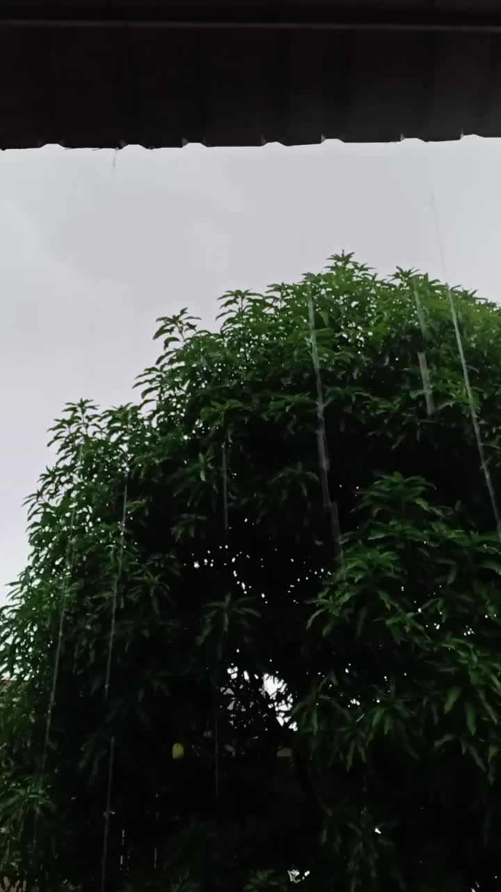 雨滴视频素材