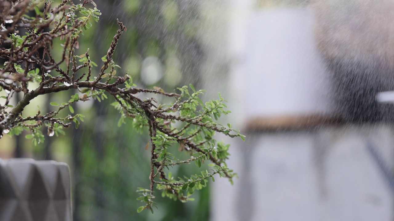 近距离视频4K慢动作浇水小植物。视频素材