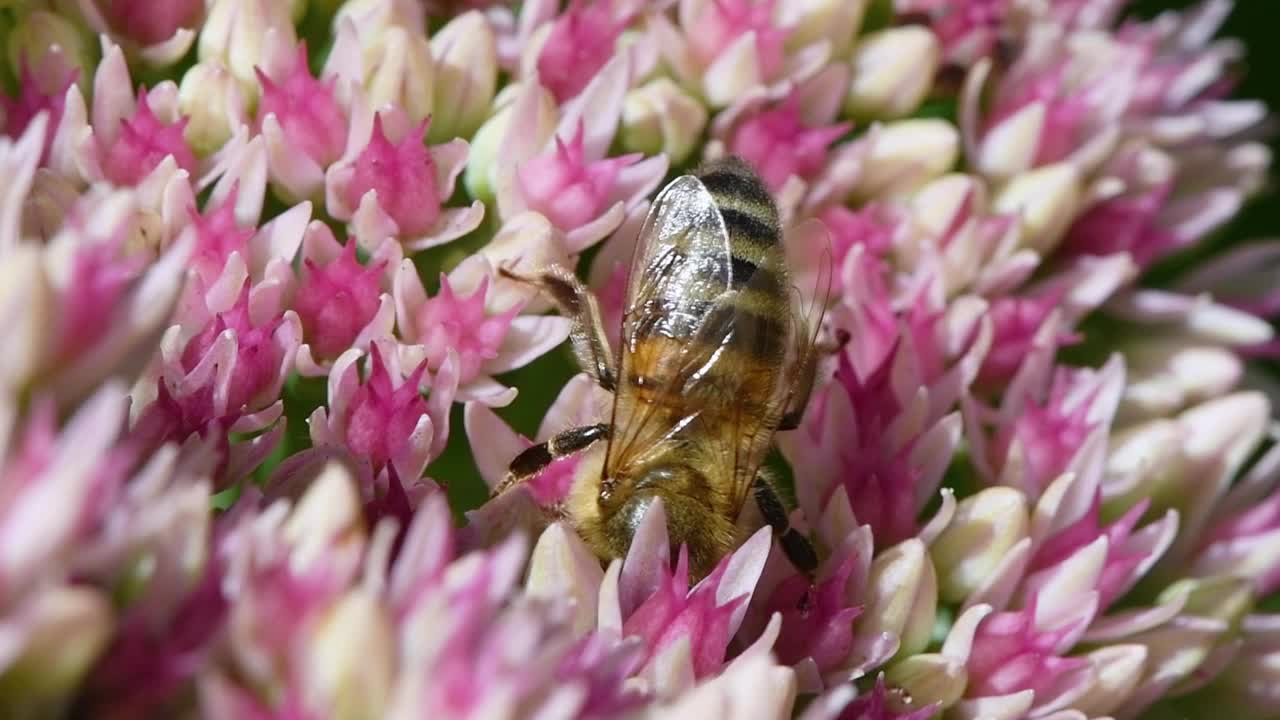 蜜蜂吃景天花。侧视图。视频素材