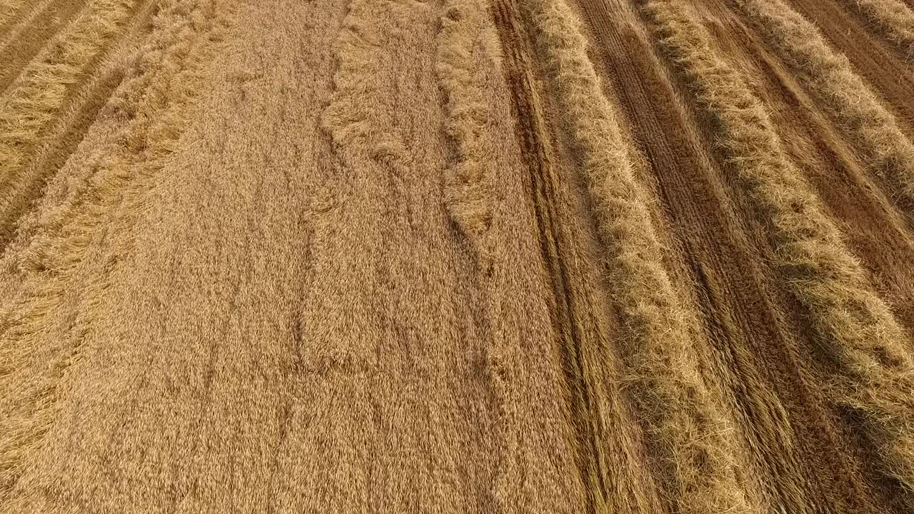 航拍的农民在联合收割机收割冬小麦作物视频素材