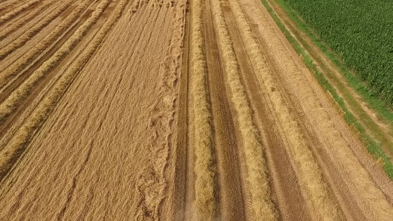 航拍的农民在联合收割机收割冬小麦作物视频素材