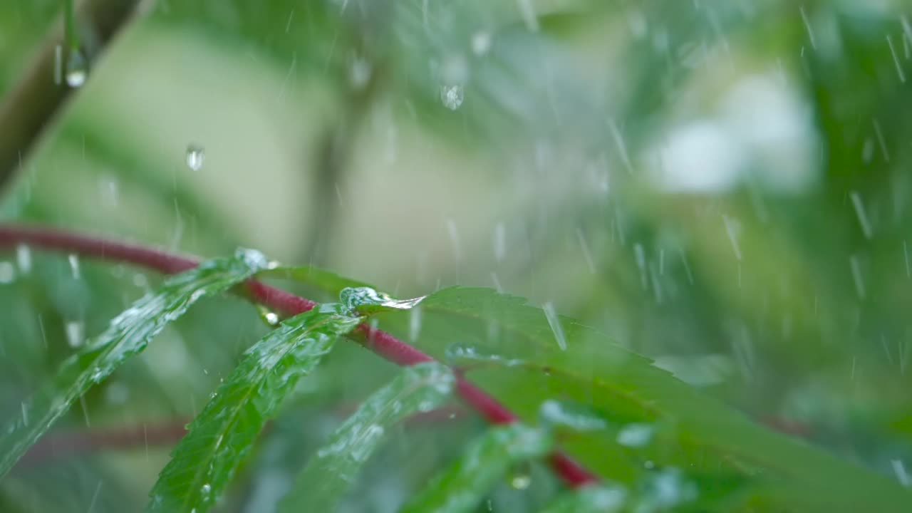 慢动作雨滴滴从绿叶蕨在下雨。特写水滴绿色叶子前景。微雨落在绿色植物叶子上。平静放松冥想和平的背景。视频素材