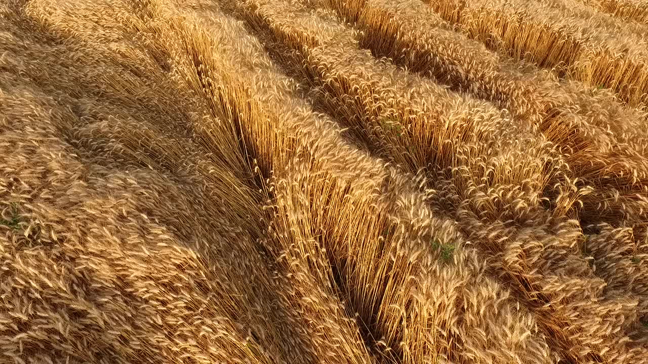 成熟的麦田，一架农用无人机在农田上空拍摄视频素材