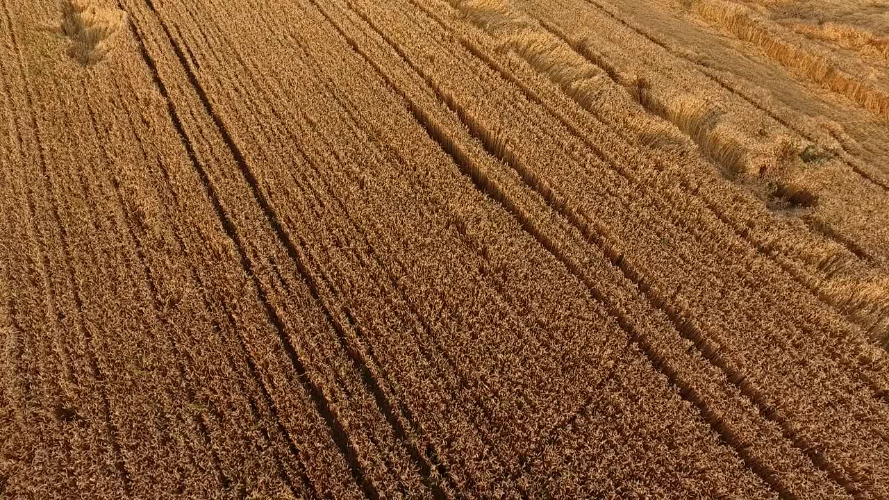 成熟的麦田，一架农用无人机在农田上空拍摄视频素材