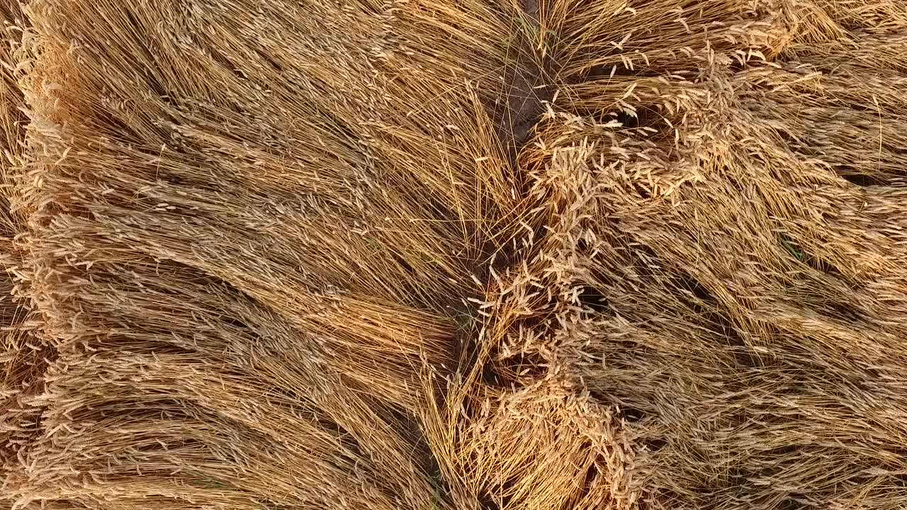 成熟的麦田，一架农用无人机在农田上空拍摄视频素材