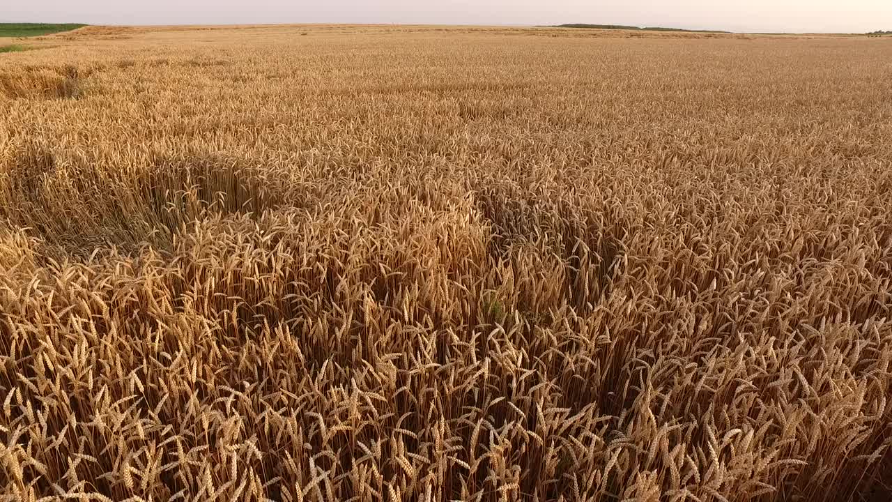 成熟的麦田，一架农用无人机在农田上空拍摄视频素材