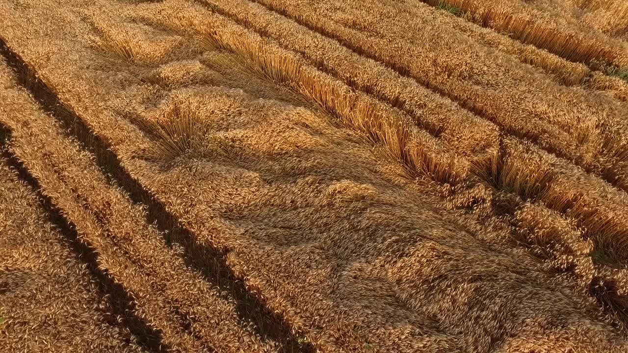 成熟的麦田，一架农用无人机在农田上空拍摄视频素材