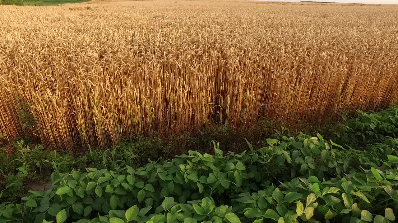 成熟的麦田，一架农用无人机在农田上空拍摄视频素材