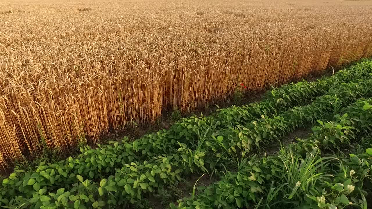 成熟的麦田，一架农用无人机在农田上空拍摄视频素材