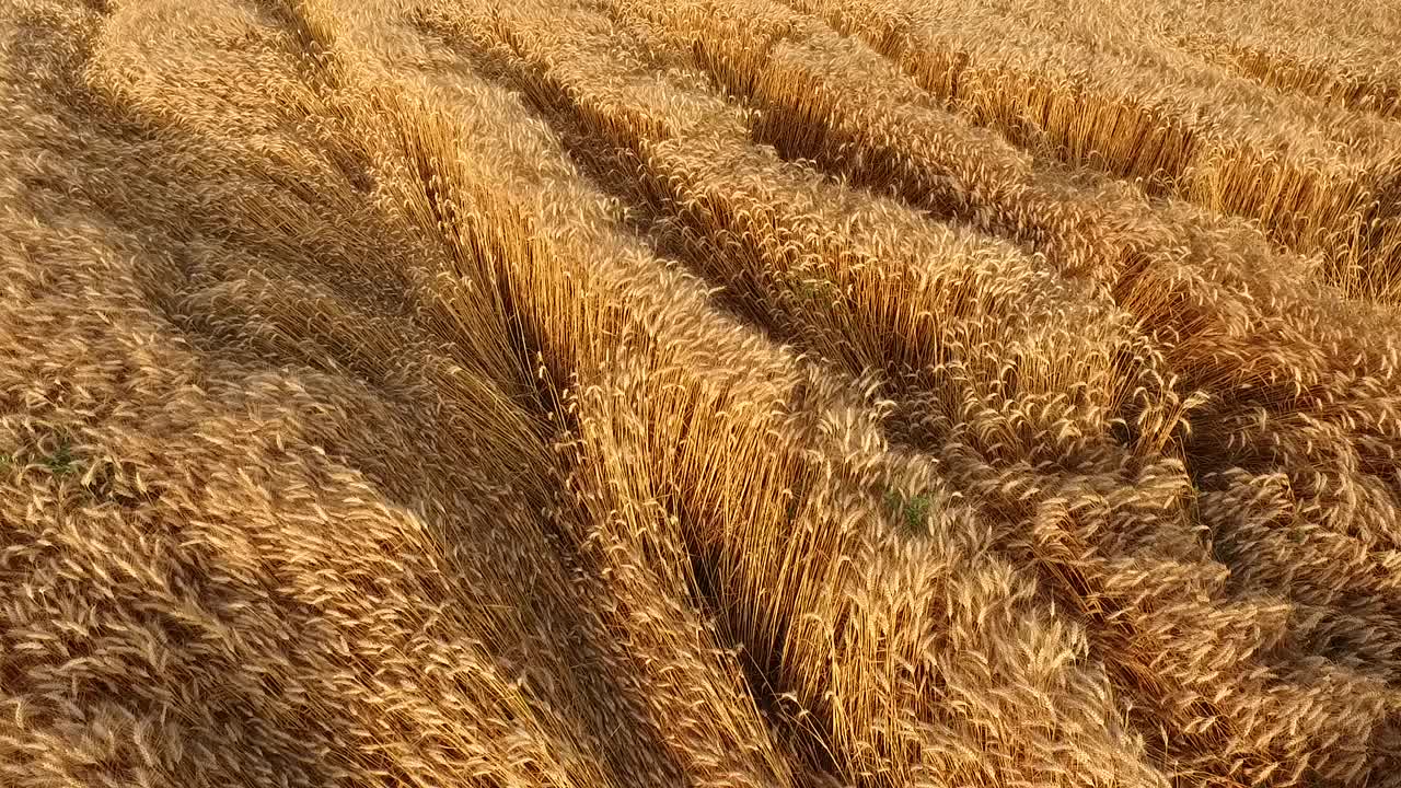 成熟的麦田，一架农用无人机在农田上空拍摄视频素材