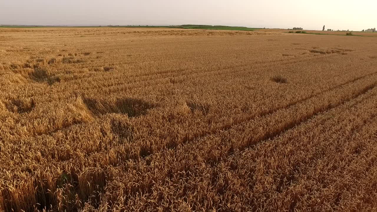 成熟的麦田，一架农用无人机在农田上空拍摄视频素材